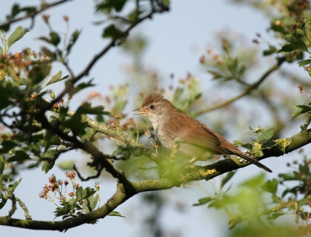 Cetti's warbler in a tree