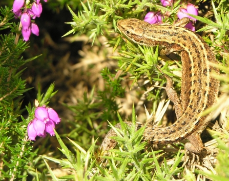 Common lizard basking in the sun in the heather