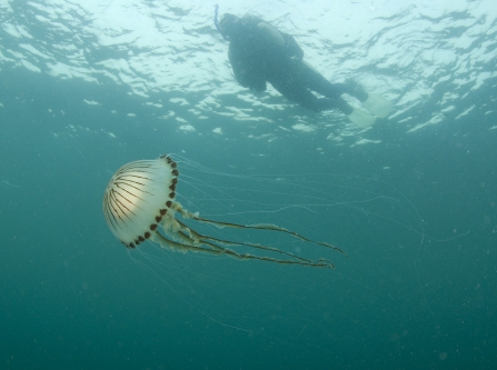 Compass jellyfish near Thurlestone