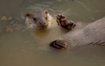 Otter in the river 