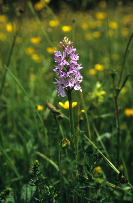 Heath spotted orchid in wild flower meadow