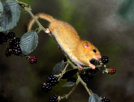 Dormouse at Lady's Wood