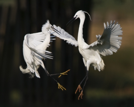 Two little egrets fighting