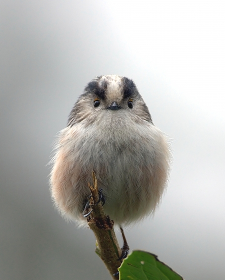 Long-tailed tit sits on twig facing camera