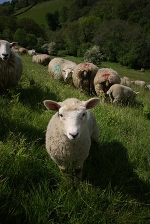 Sheep looking at the camera on a grassy hill