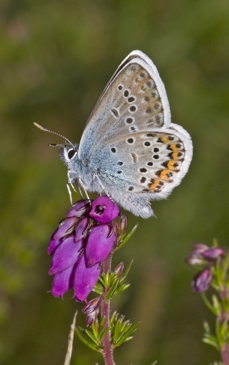 Silver-studded blue butterfly resting on heath