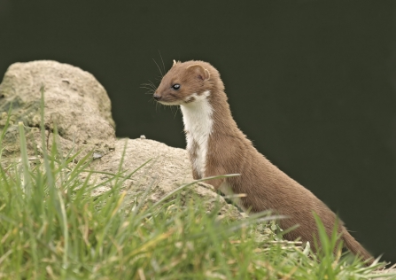 Weasel stands on a stone in grassland
