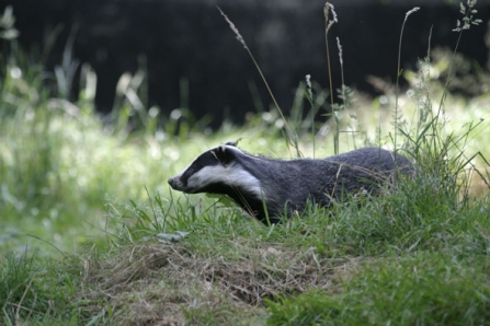 Badger in grassland
