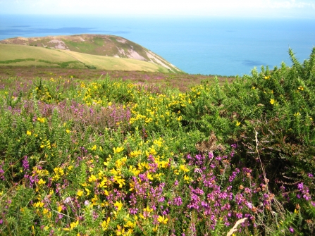 Heather and gorse overlooking the coast