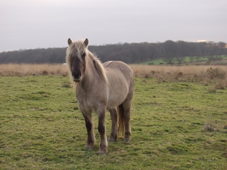 Pony at Rackenford and Knowstone nature reserve 