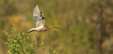 Curlew flying through a landscape