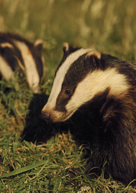 Two badgers in the grass