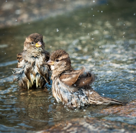 Bath Time -Two young sparrows enjoying a bath in a puddle