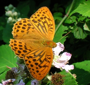 Silver-washed fritillary butterfly on bramble