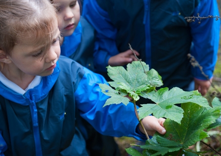 School child examining a leaf