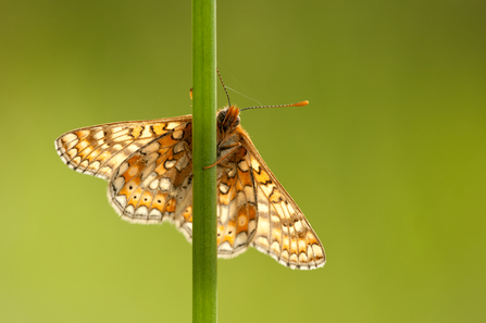 Marsh fritillary butterfly on a grass stem