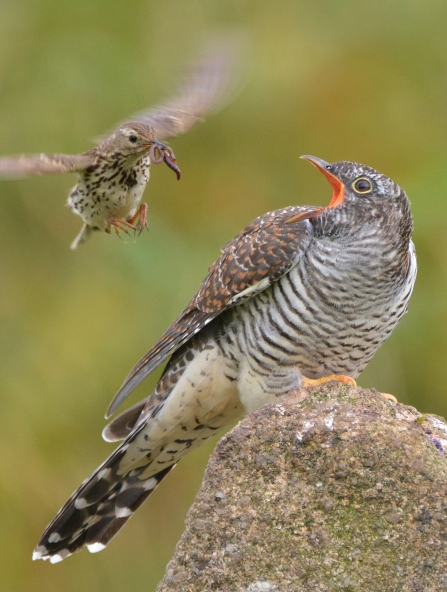Cuckoo being fed by marsh pipit at Emsworthy Mire