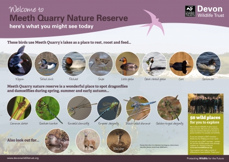 Wildlife you might see at Meeth Quarry nature reserve