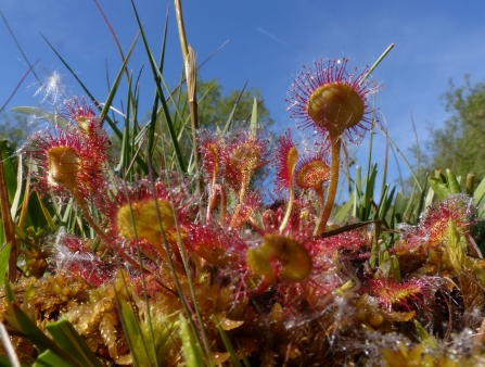 Sundews on a sunny day at Emsworthy Mire