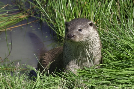 Otter on riverbank