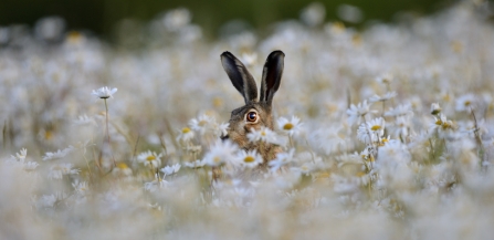 Brown hare looking through flowers 