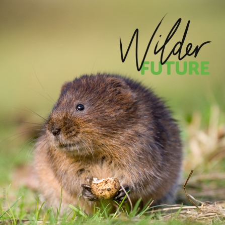 water vole social media with wilder future logo