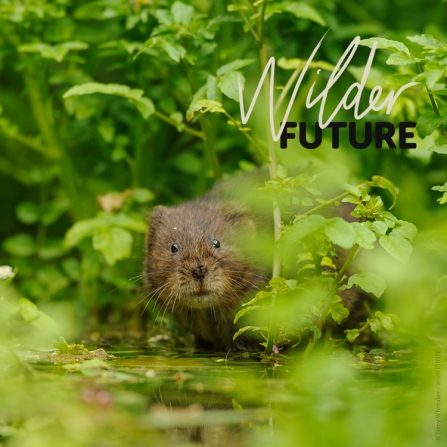 Water vole through leaves