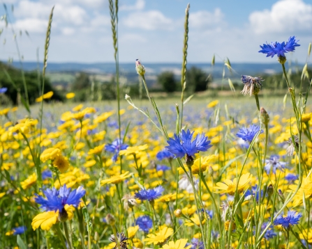 Cornflowers at a wildflower meadow at Ludwell Valley Park
