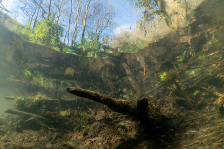 Underwater image of beaver dam