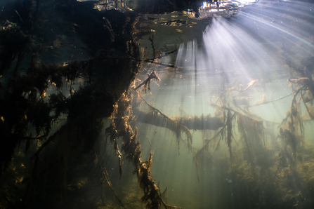 Underwater image of tree limbs, branches, mosses beneath surface of water behind a beaver dam