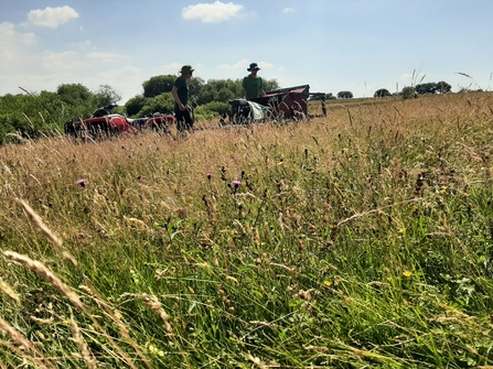 Harvesting seen in a meadow