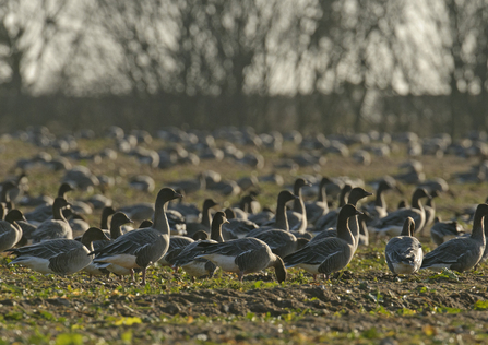  Flock of pink-footed geese (Anser brachyrhynchus) feeding on sugar beet tops