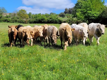 a group of cows in a field