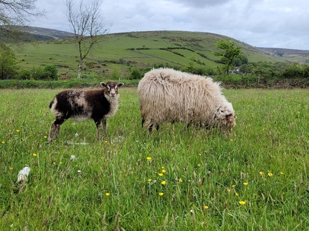 two sheep in a field