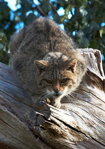Wild cat crouched on tree