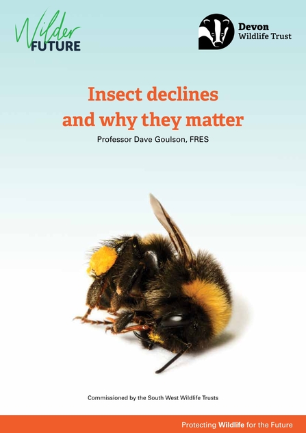 Insect declines and why they matter report 2020 cover image