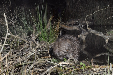 Beaver on its dam at night