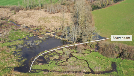 Aerial photo of a beaver wetland habitat with the beaver dam labelled