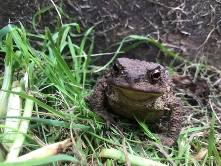 A common toad in grass