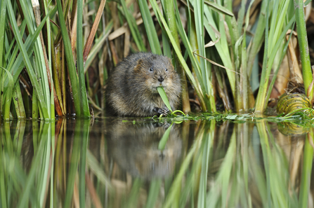Water vole eating grass reed on edge of water