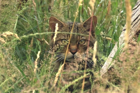 Close up of wildcat face, with olive-green eyes and wide face, hiding in long grass