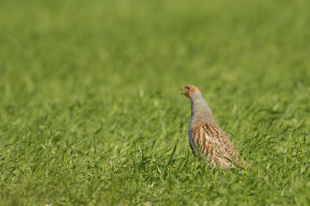 A grey partridge calling from a field of winter wheat 