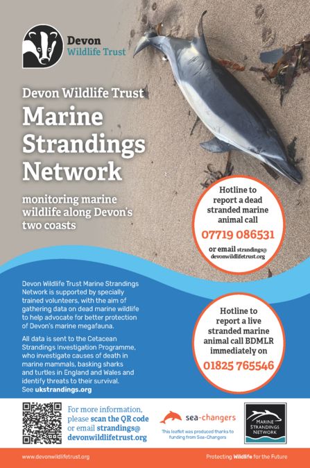 Poster with photo of dead dolphin, title 'Marine Strandings Network' with hotline numbers for recording dead and alive marine strandings