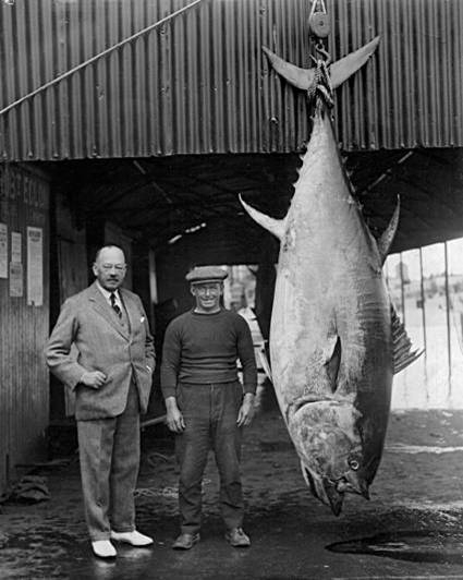 Two men standing next to large fish hung up by a crane