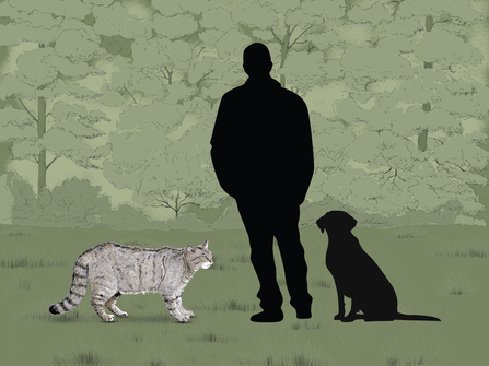 An illustration showing the size difference between a wildcat, dog and human