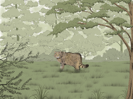 Illustration of a wildcat standing in open area among broadleaf trees
