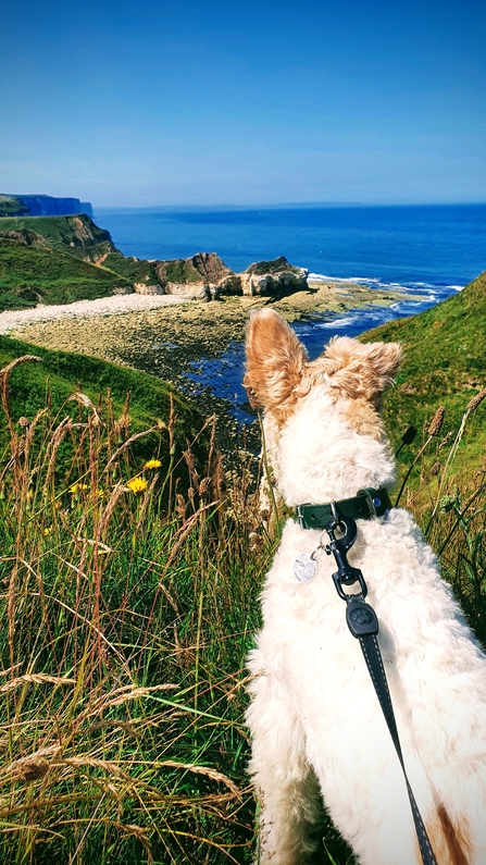 Dog on a lead, looking out onto coast