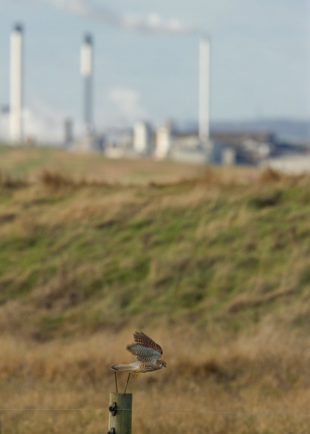 Kestrel with pollution