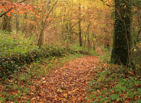 Halsdon path in the Autumn