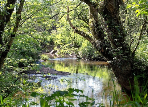 The River Torridge viewed through trees at Volehouse Moor nature reserve